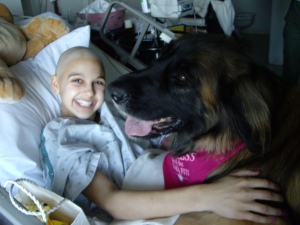Rowan, the 122 lb therapy dog came to visit me during my third round of chemotherapy.  She insisted on being in the bed with me!  (Actually, ontop of me!)